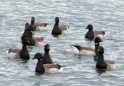 Ring necked Loons I think.jpg