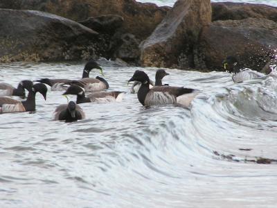 loons eating seaweed.jpg