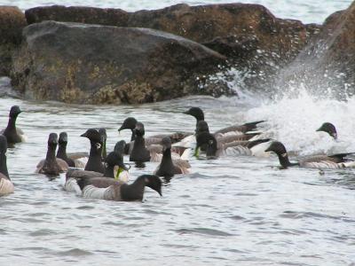 loons in the surf.jpg