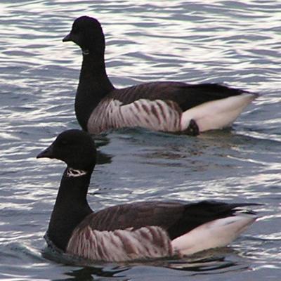 Brant Geese.jpg