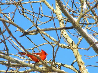 Cardinal through the trees.jpg