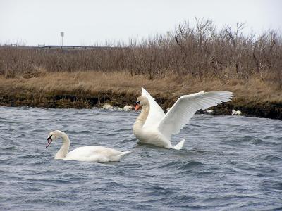 Swan Wings.jpg