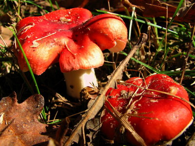 Mushroom Red.jpg