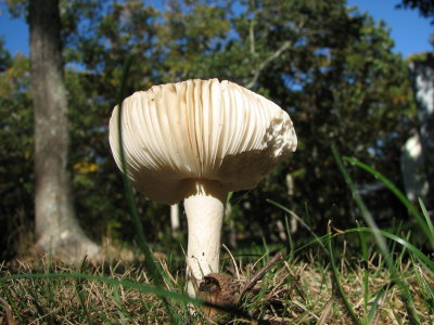 October Mushroom.jpg