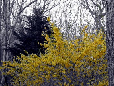 Natural Yellow.jpg