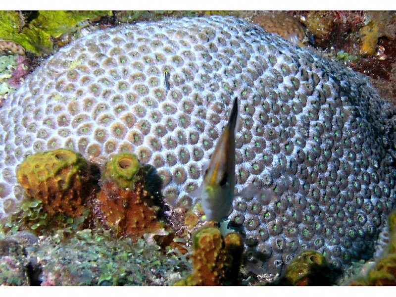 Longsnout Butterflyfish