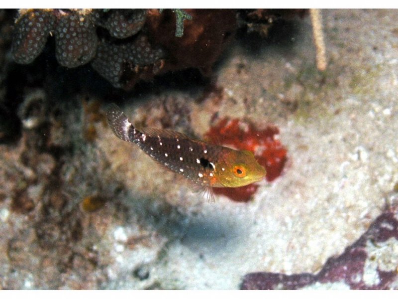Juvenile Stoplight Parrotfish