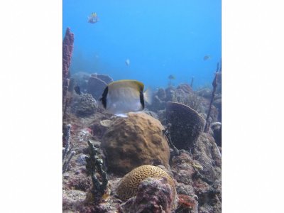 Reef Butterflyfish