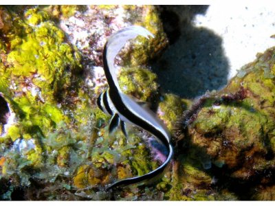 Juvenile Spotted Drum