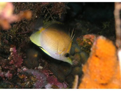 Longsnout Butterflyfish