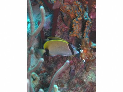 Reef Butterflyfish (Pair)