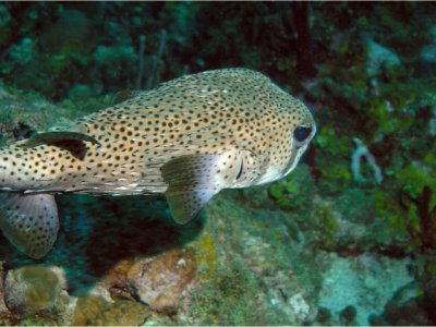 Porcupinefish