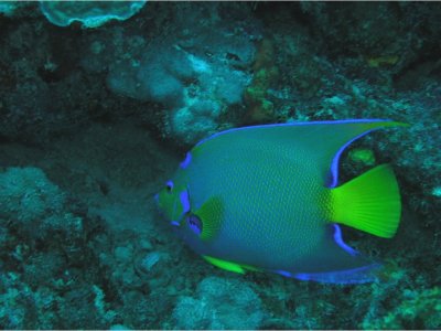 Queen Angelfish