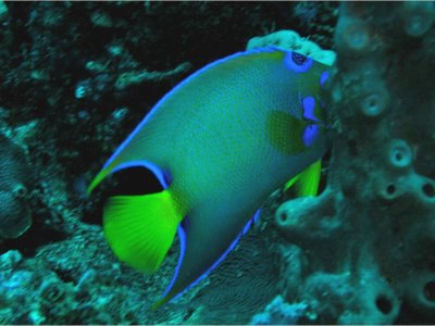 Queen Angelfish