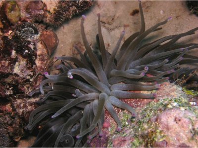 Giant Anemone