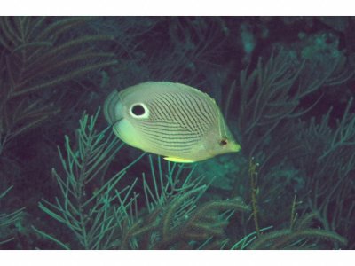 Foureye Butterflyfish