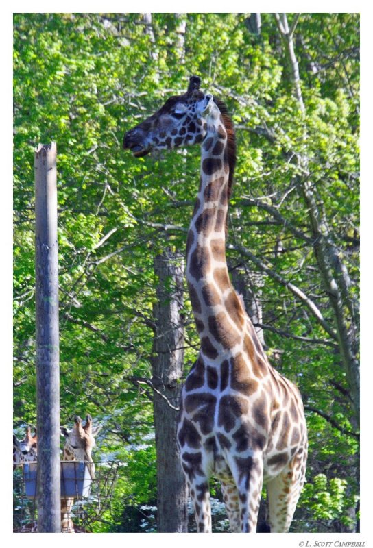 Giraffe.8639.jpg