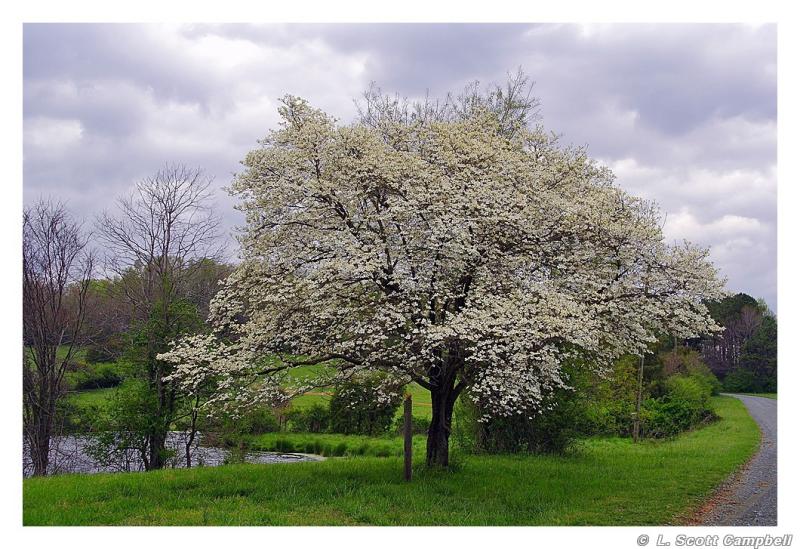 Dogwood Tree Study