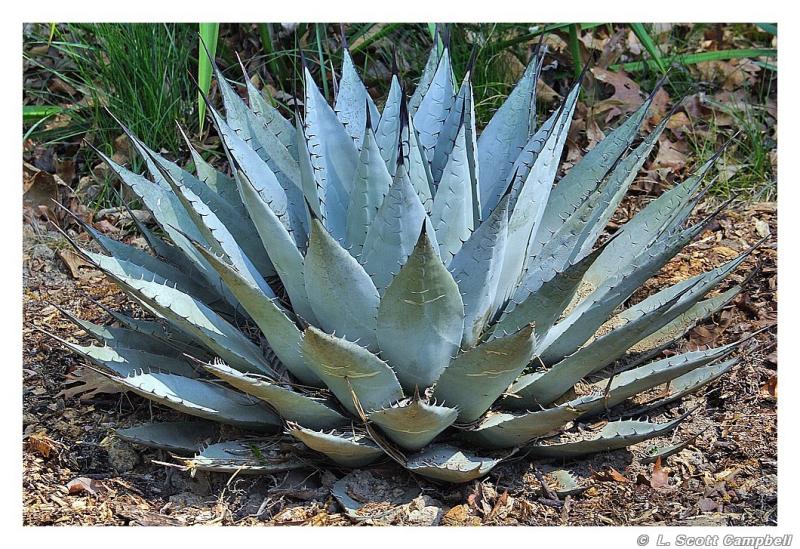 Agave.3678.jpg