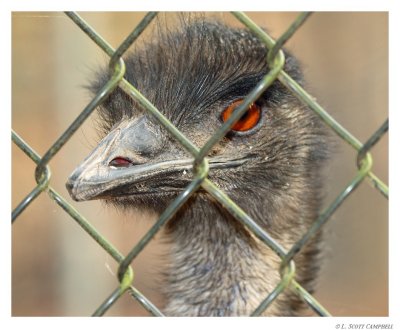 Emu.9587.jpg