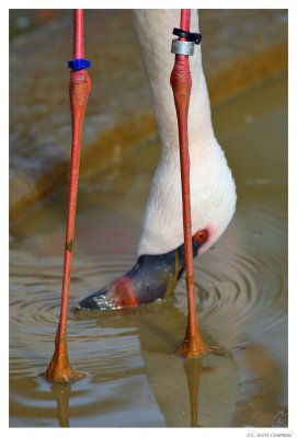 Flamingo.9565.jpg