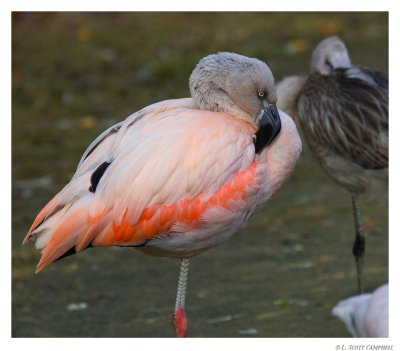 Flamingos.9562.jpg