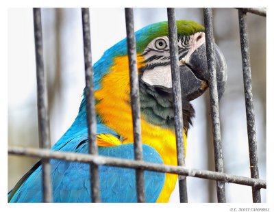 Macaw.9612.jpg