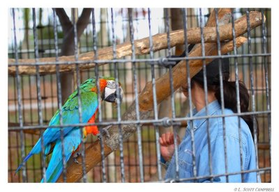 Macaw.9614.jpg