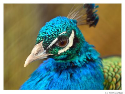 Peacock.9576.jpg