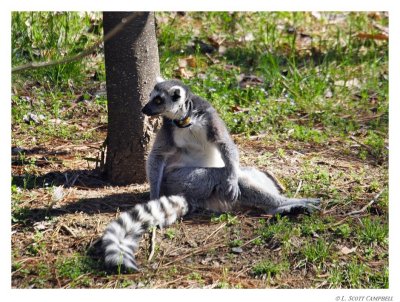 RTLemur.9803.jpg