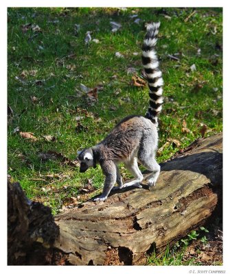 RTLemur.9825.jpg