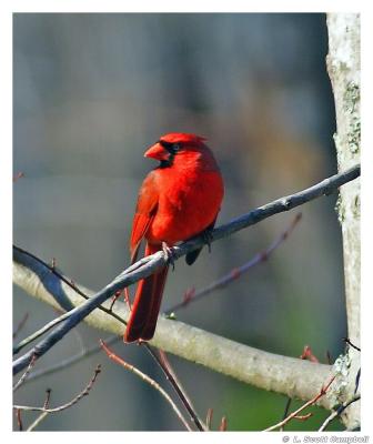 Cardinal.3153.jpg