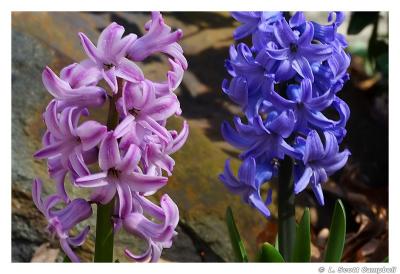 Hyacinth.3341.jpg
