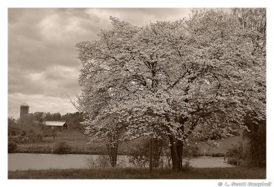 Silo-Dogwood.3599.jpg