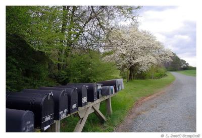 Mailboxes-Dogwood.3609.jpg