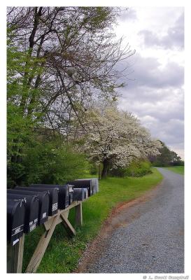 Mailboxes.Dogwood.3610.jpg