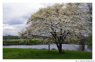 Pond-Dogwood.3607.jpg
