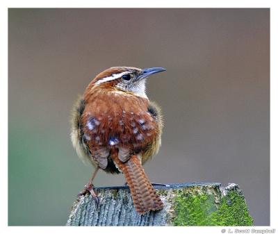 CarolinaWren.3618.jpg