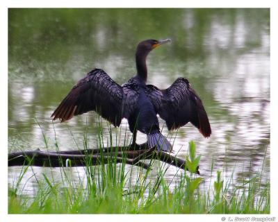 Double-crestedCormorant.3780.jpg