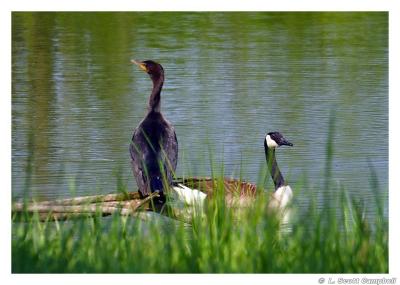 Cormorant.Goose.3798.jpg