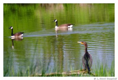 Geese.Cormorant.3809.jpg