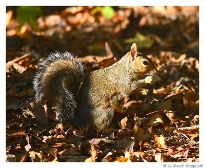 Squirrel.6231.jpg