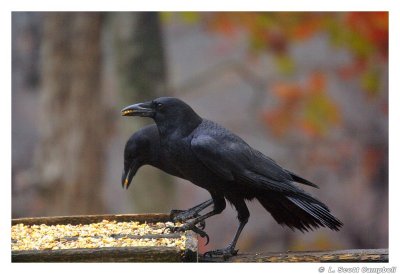 Crows.7090.jpg
