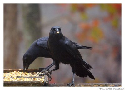 Crows.7092.jpg