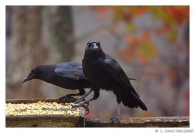 Crows.7094.jpg