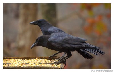 Crows.7095.jpg