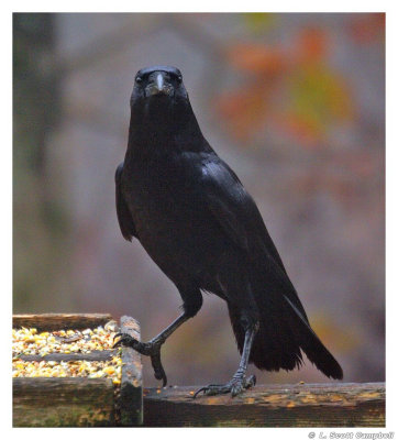 Crow.7089.jpg
