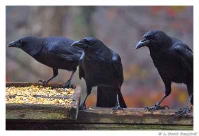 Crows.7102.jpg