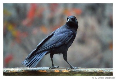 Crow.7108.jpg