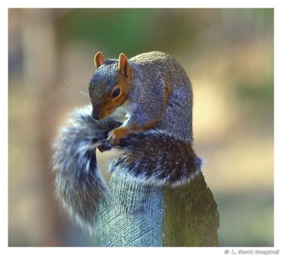 Squirrel.6261.jpg